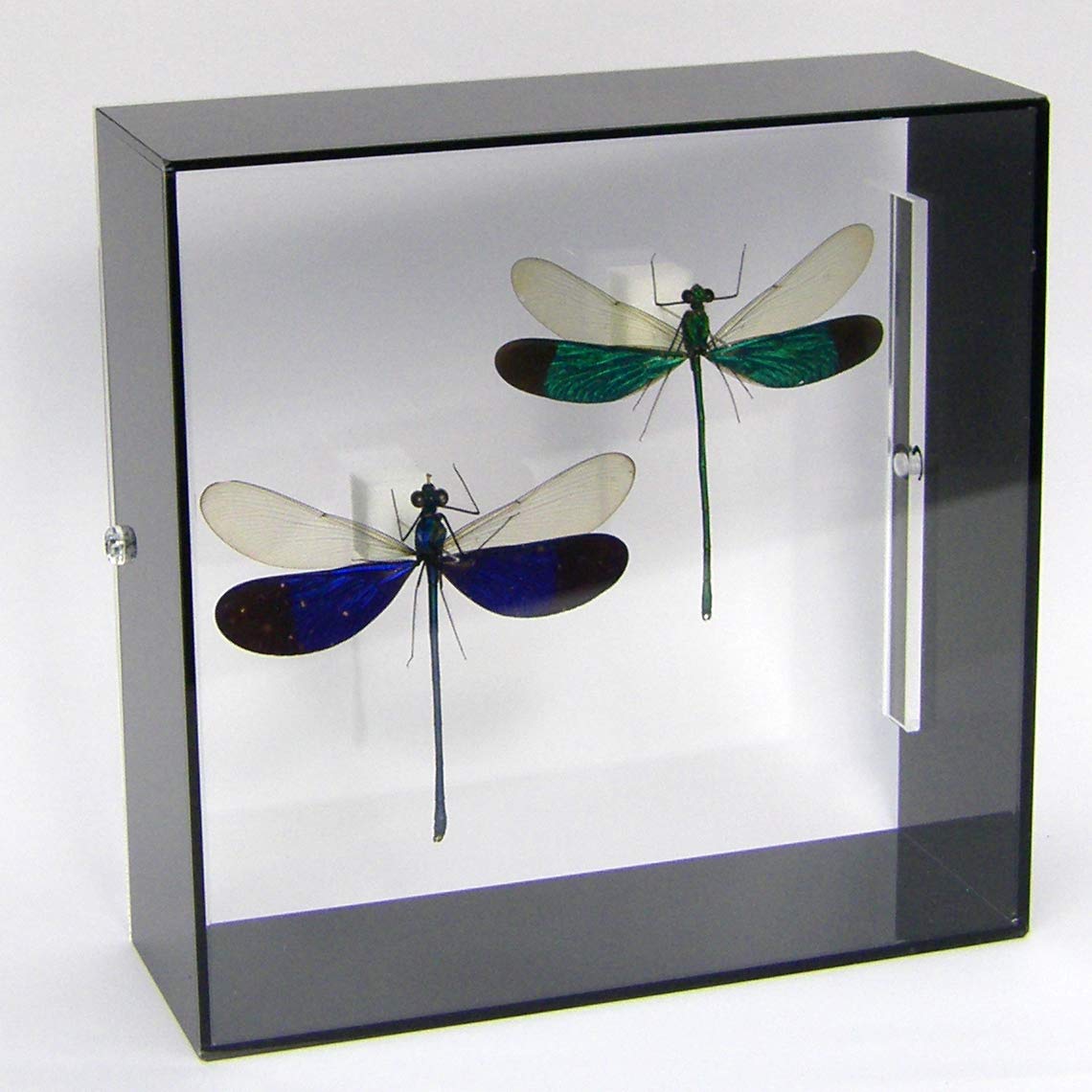 Amazon.co.jp: 虫の標本 ケンランカワトンボ 2頭 アクリルフレーム 黒